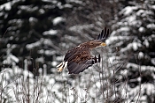 Orel mořský (Haliaeetus albicilla) - Herálec (ČR)