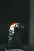 Bažant diamantový (Chrysolophus amherstiae) – ZOO Chleby