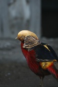 Bažant zlatý (Chrysolophus pictus) – ZOO Chleby