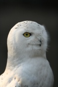 Sovice sněžní (Bubo scandiaca) – ZOO Chleby