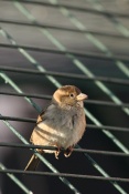 Vrabec domácí (pazder domesticus) – ZOO Chleby