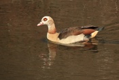 Husa egyptská (Alopochen aegyptiacus) – Haarlem (NL)