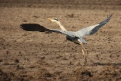 Volavka popelavá (Ardea cinerea) – Lisse (NL)