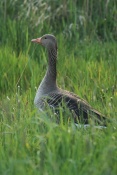 Husa velká (Anser anser) – Kinderdijk (NL)