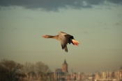 Husa velká (Anser anser) – Kinderdijk (NL)