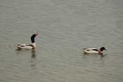 Husice liščí (Tadorna tadorna) – Breezanddijk (NL)
