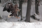 Orel mořský (Haliaeetus albicilla) - Herálec (ČR)