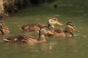 Kachna divoká (Anas platyrhychos) – rybník Srpek, Kuřim