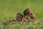 Kachna divoká (Anas platyrhychos) – rybník Srpek, Kuřim