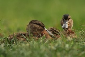 Kachna divoká (Anas platyrhychos) – rybník Srpek, Kuřim