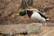 Kachna divoká (Anas platyrhychos) – Tůně, Benátky nad Jizerou