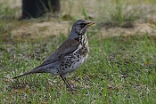 Drozd kvíčala (Turdus pilaris)