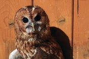 Puštík obecný (Strix aluco). ZOO Jihlava