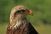 Orel bělohlavý (Haliaeetus leucocephalus). ZOO Jihlava