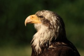 Orel bělohlavý (Haliaeetus leucocephalus). ZOO Jihlava