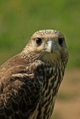 Raroh velký (Falco cherrug). ZOO Jihlava