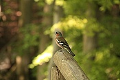 Pěnkava obecná (Fringilla coelebs)