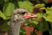 Pštros dvouprstý (Struthio camelus). ZOO Jihlava
