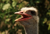 Pštros dvouprstý (Struthio camelus). ZOO Jihlava