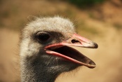Pštros dvouprstý (Struthio camelus). ZOO Jihlava