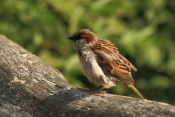 Vrabec domácí (Passer domesticus). ZOO Jihlava