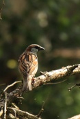 Vrabec domácí (Passer domesticus). ZOO Jihlava