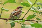Vrabec domácí (Passer domesticus). ZOO Jihlava