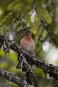 Pěnkava obecná (Fringilla coelebs)