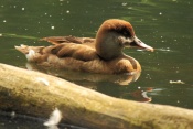 Zrzohlávka rudozobá (Netta rufina). ZOO Jihlava