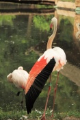 Plameňák starosvětský (Phoenicopterus ruber roseus). ZOO Jihlava