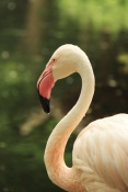 Plameňák starosvětský (Phoenicopterus ruber roseus). ZOO Jihlava