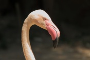 Plameňák starosvětský (Phoenicopterus ruber roseus). ZOO Jihlava