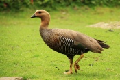 Husice magellanská (Chloephaga picta). ZOO Jihlava