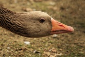Husa velká (Anser anser). ZOO Jihlava