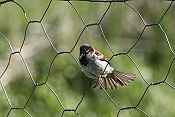 Vrabec domácí (Pazder domesticus)
