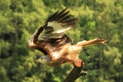 Luňák červený (Milvus milvus). ZOO Jihlava