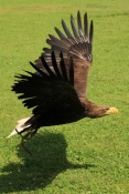 Orel mořský (Haliaeetus albicilla). ZOO Jihlava