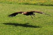 Orel mořský (Haliaeetus albicilla). ZOO Jihlava