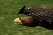 Orel mořský (Haliaeetus albicilla). ZOO Jihlava