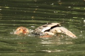 Morčák velký (Mergus merganser). ZOO Jihlava