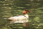 Morčák velký (Mergus merganser). ZOO Jihlava