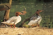 Morčák velký (Mergus merganser). ZOO Jihlava