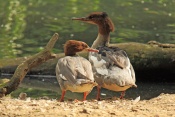 Morčák velký (Mergus merganser). ZOO Jihlava