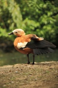 Husice rezavá (Tadorna ferruginea). ZOO Jihlava
