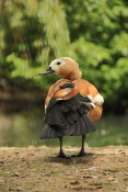 Husice rezavá (Tadorna ferruginea). ZOO Jihlava