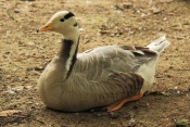Husa indická (Anser indicus). ZOO Jihlava