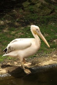 Pelikán bílý (Pelecanus onocrotalus). ZOO Jihlava