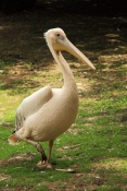 Pelikán bílý (Pelecanus onocrotalus). ZOO Jihlava