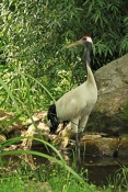 Jeřáb japonský (mandžuský)( Grus japonensis). ZOO Jihl