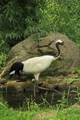 Jeřáb japonský (mandžuský)( Grus japonensis). ZOO Jihl